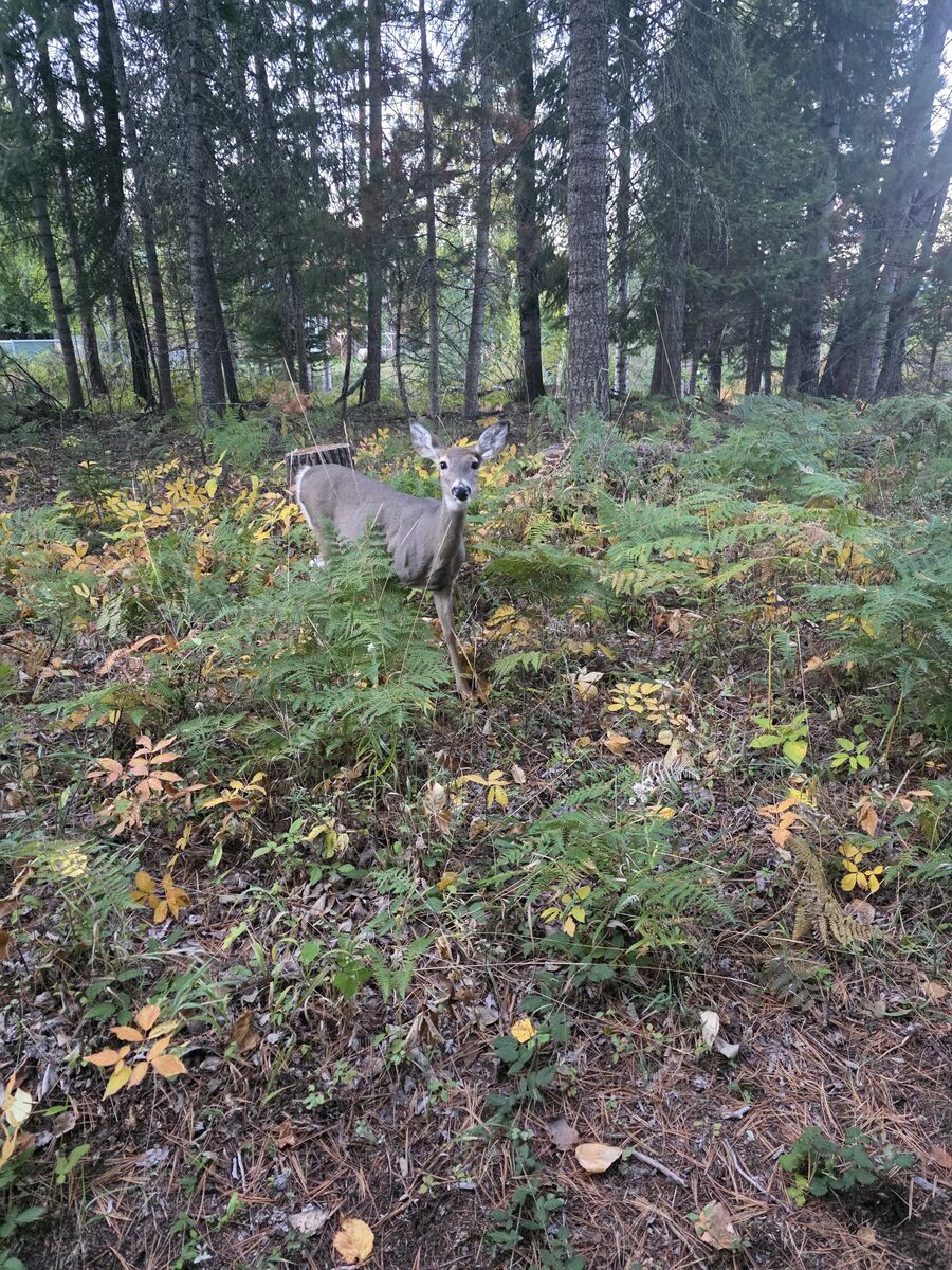 Deer grazing on the property