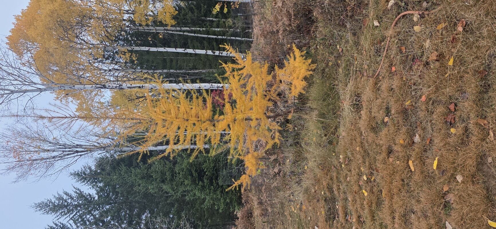 Autumn larch with aspens