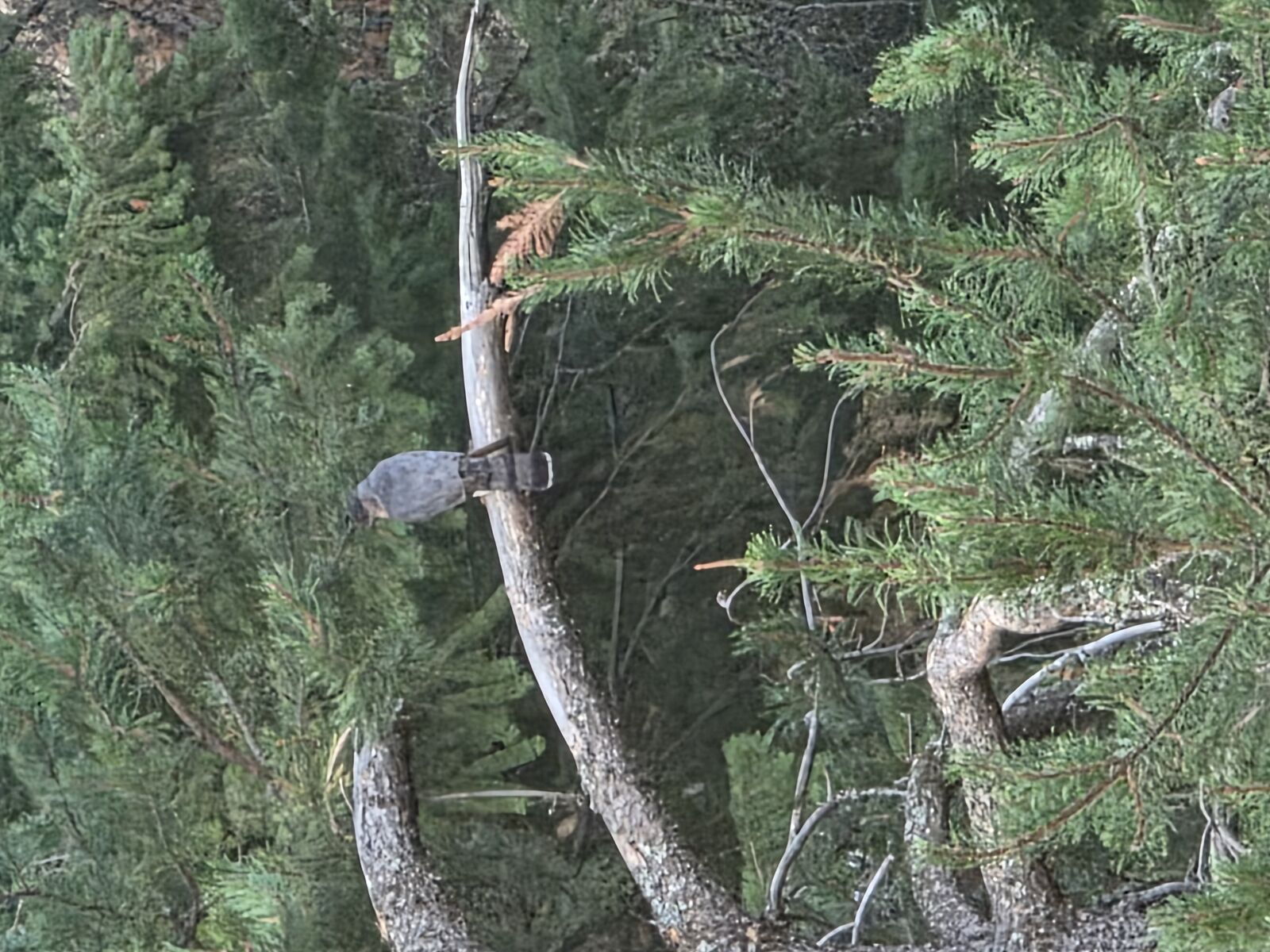 Raptor perched on property